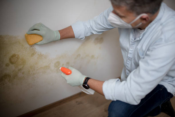 Best Basement Mold Remediation in Medford Lakes, NJ